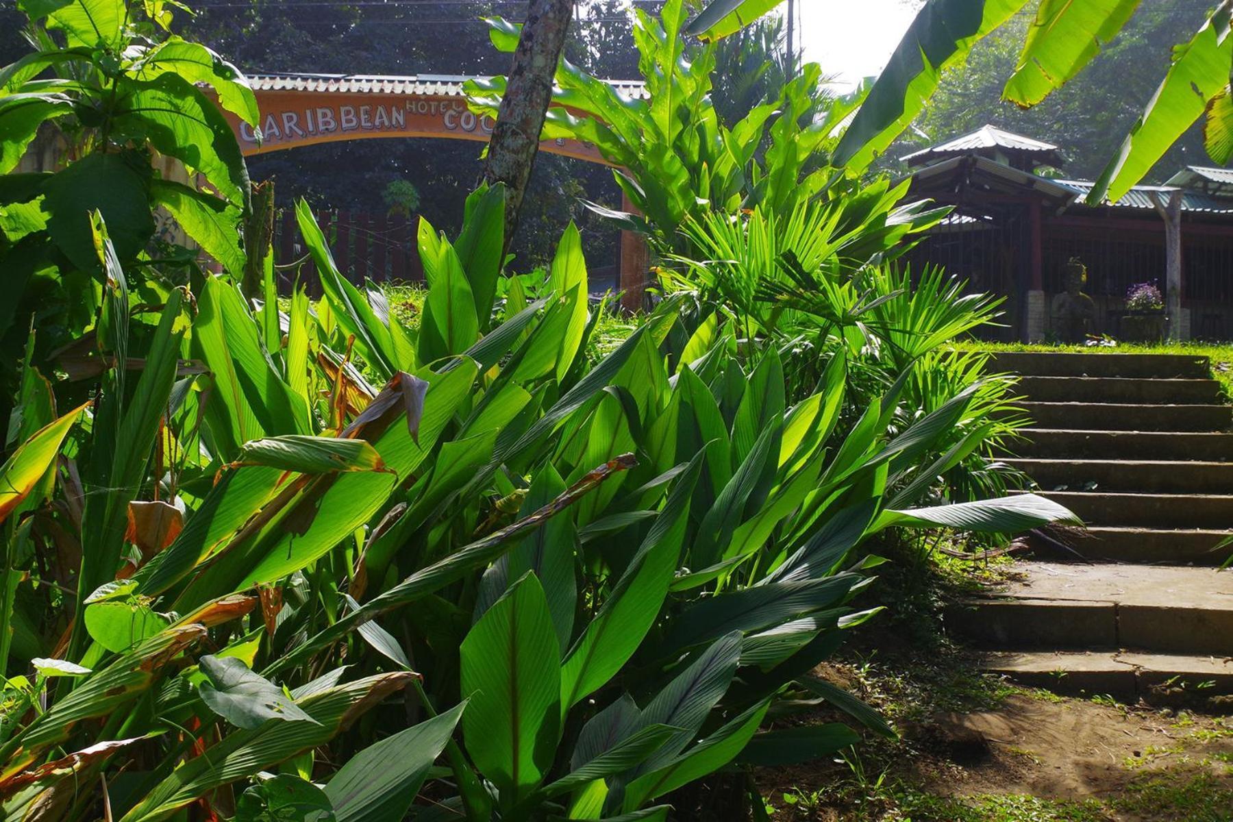 卡维塔 Casa Caribbean Coconut酒店 外观 照片